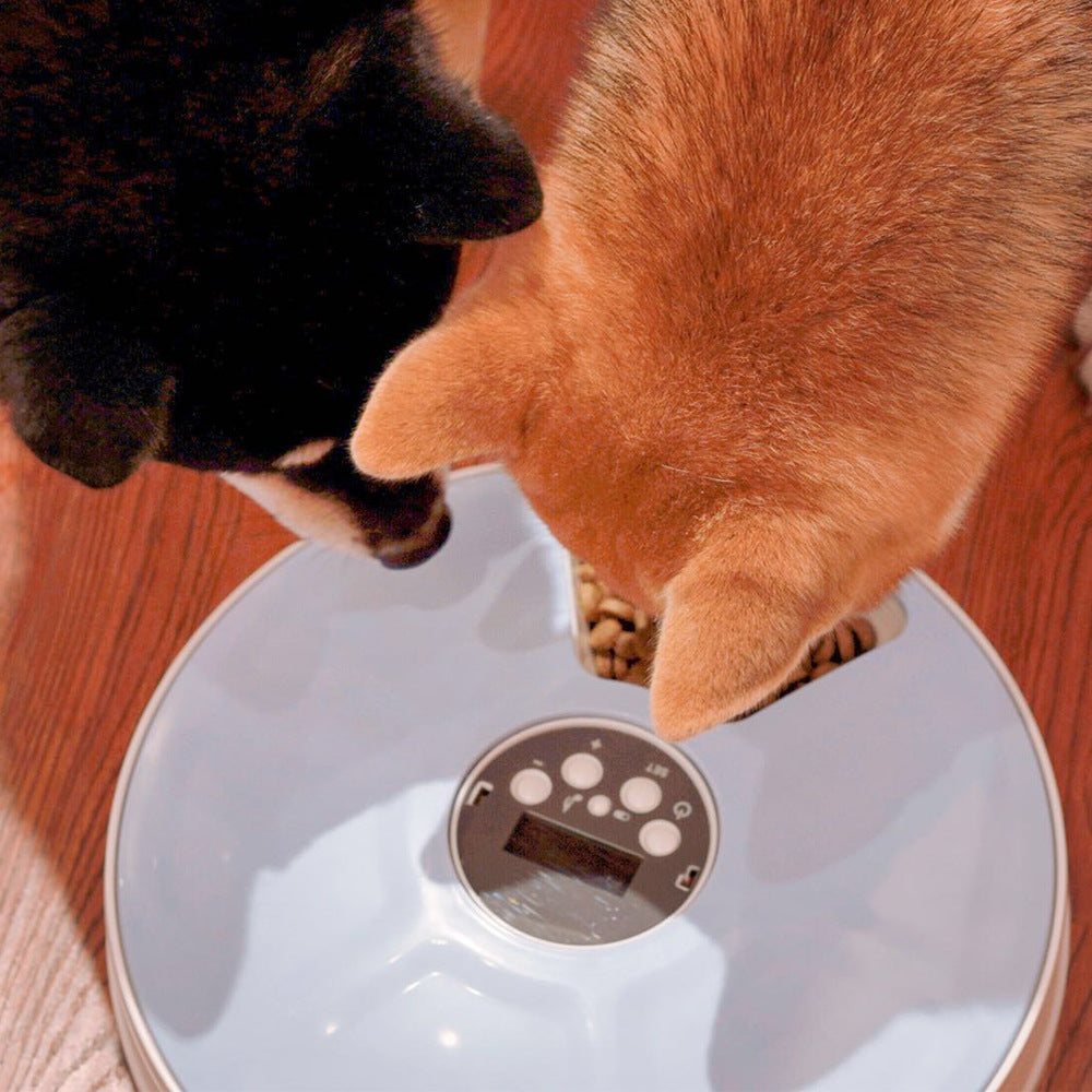 Pet Automatic 6 Grid Round Timing Feeder